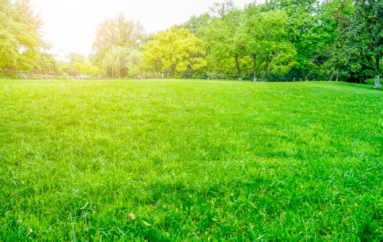 Сусіди будуть заздрити: розкрито секрет ідеально зеленого газону