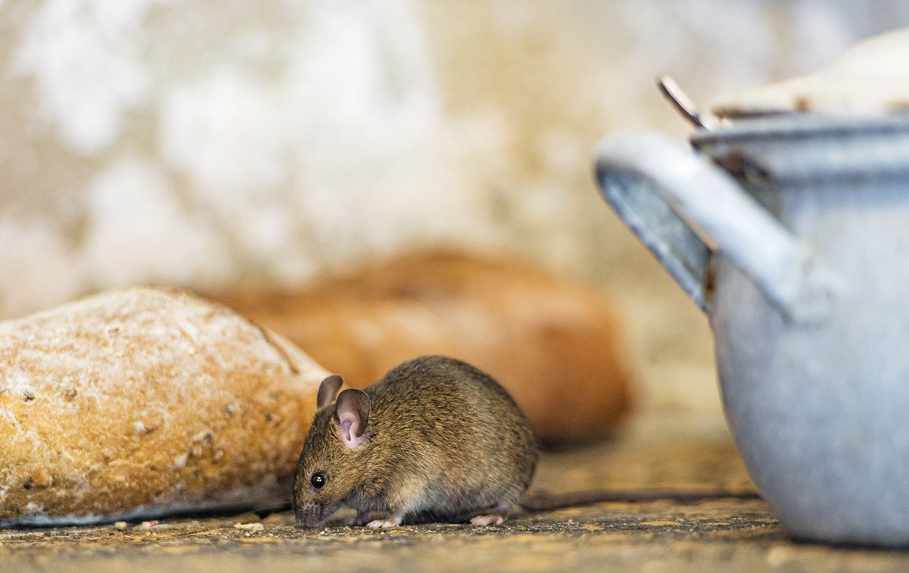 Ці 6 речей "кличуть" мишей у дім: перевірте просто зараз