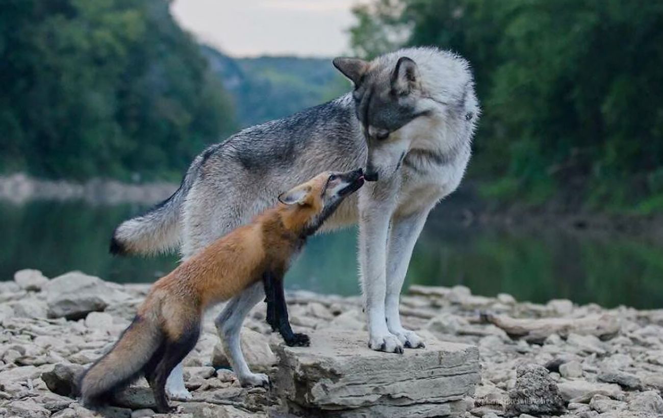 Киянка тримала в квартирі вовка та лисицю: тепер їй загрожує в'язниця