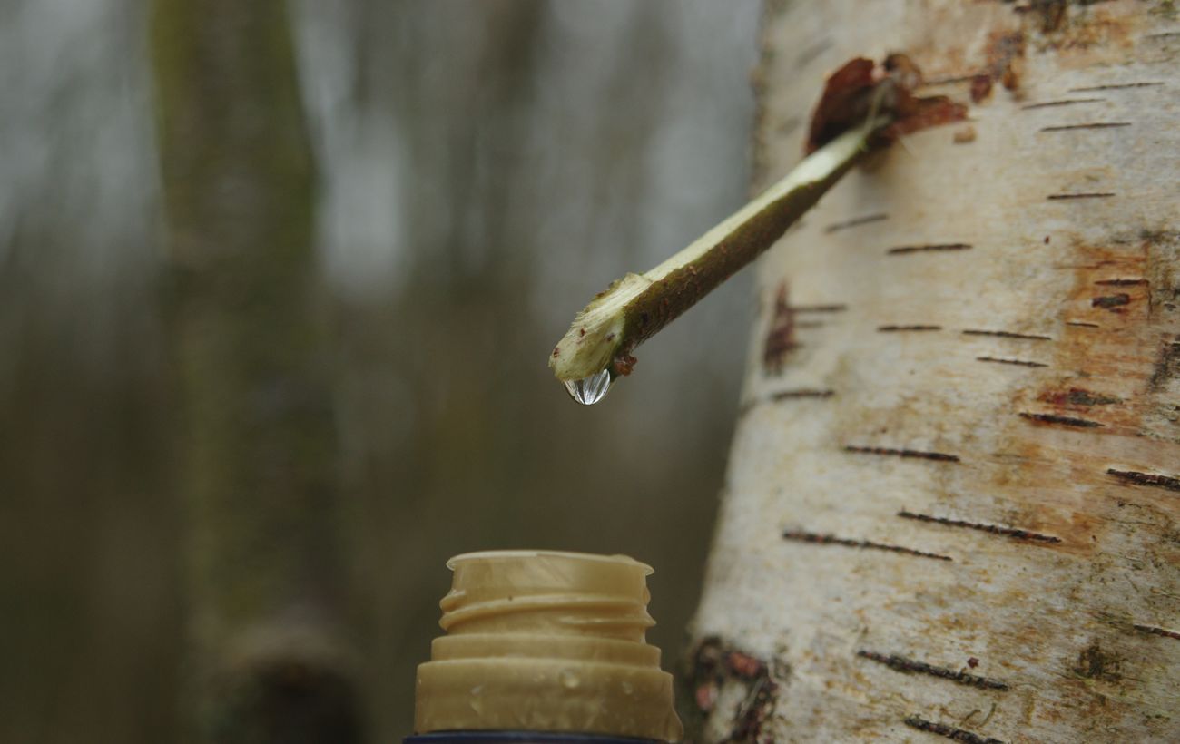 Ви шкодите дереву і собі: вся правда про березовий сік, яку всі приховують