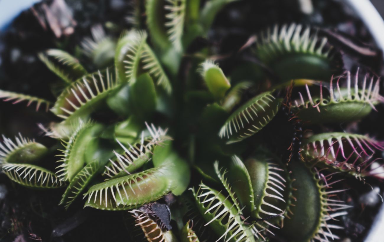 Зелені хижаки: чому деякі рослини полюють на комах, риб і навіть саламандр