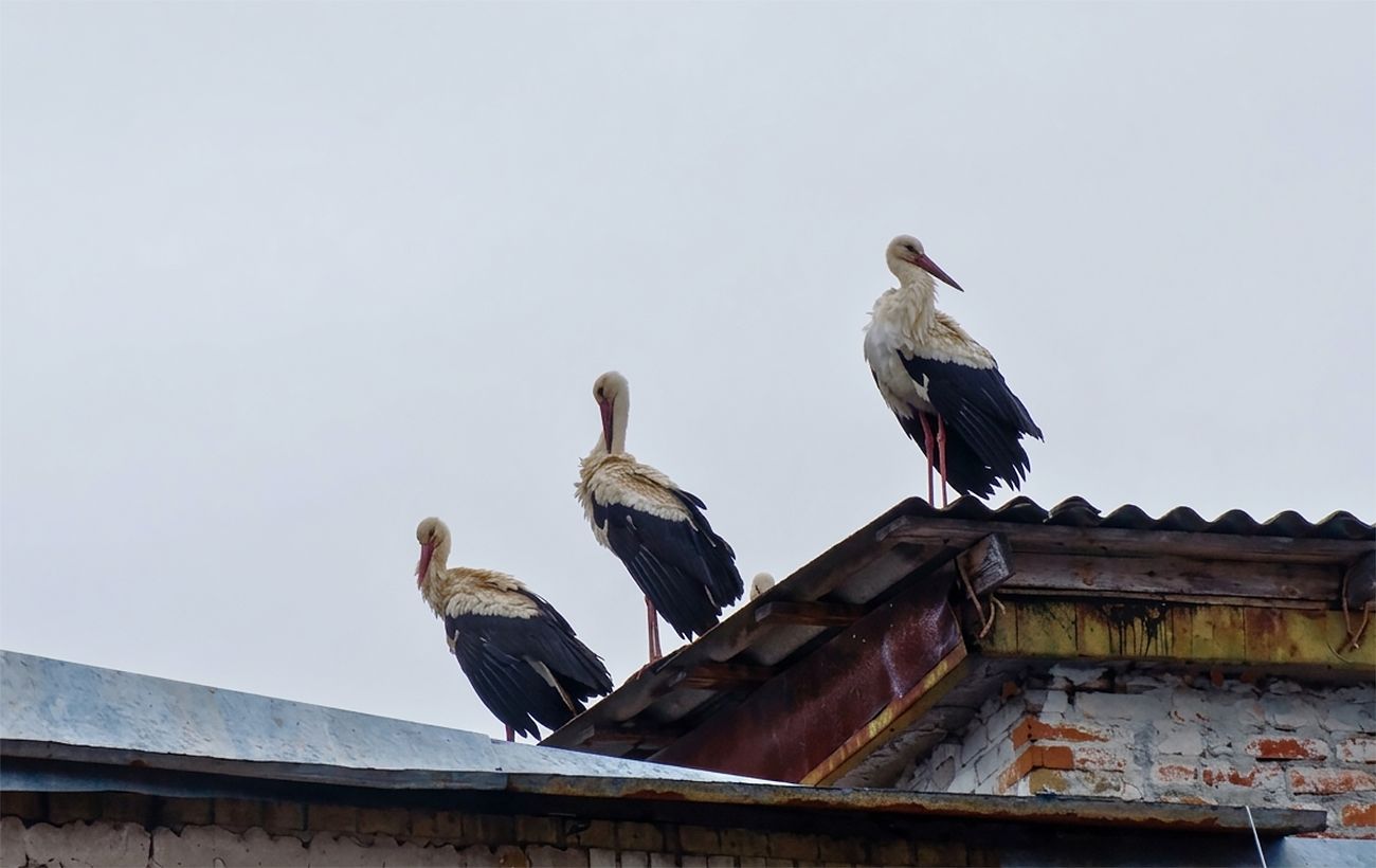 Вперше за 20 років у Чорнобиль повернулися білі лелеки: рідкісні фото