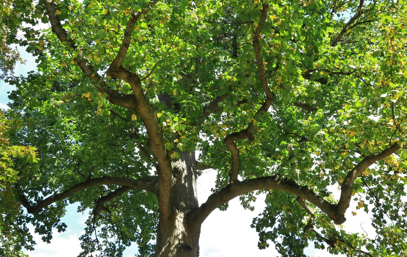 Скільки насправді "живуть" дерева і чому у баобабів нема річних кілець: пояснення ботаніка