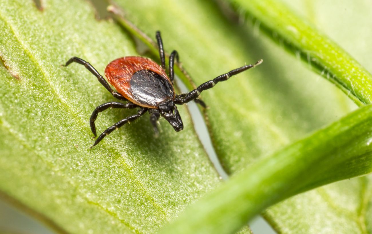 Обережно, кліщі: лікар пояснив, як надійно вберегтися від хвороби Лайма