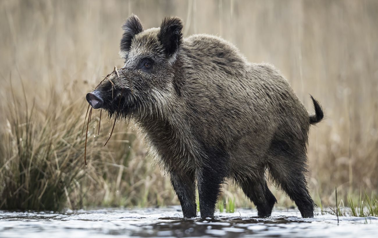 Нічний "дитячий садок": фотопастки зняли прогулянку поросят диких кабанів у Карпатах (відео)